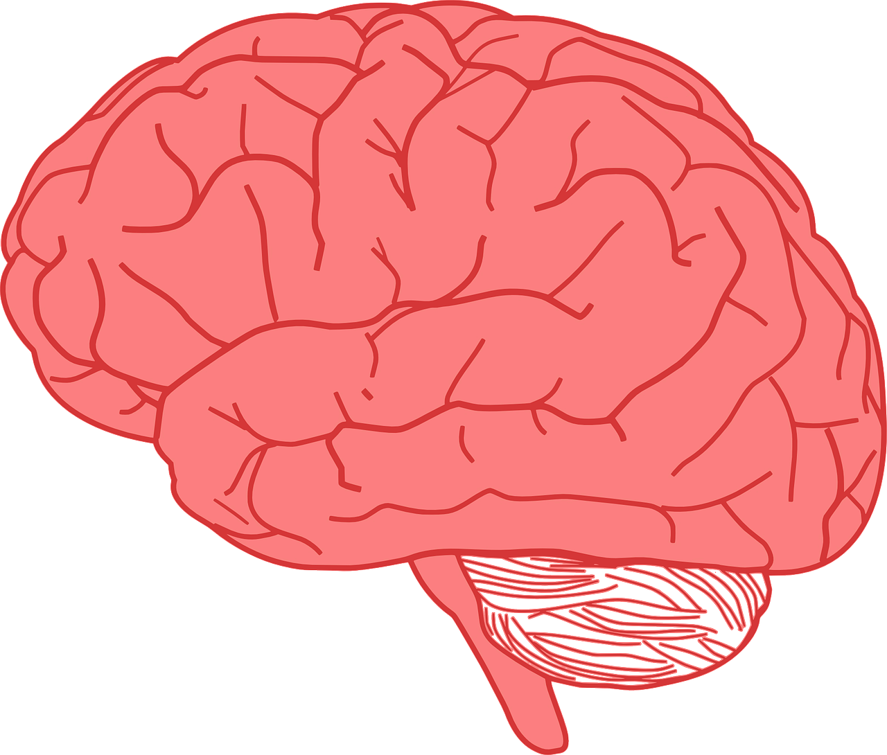 Brain