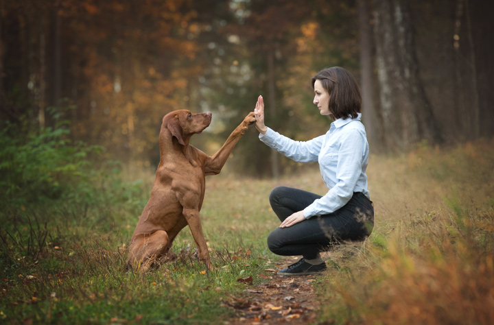 Hundträning