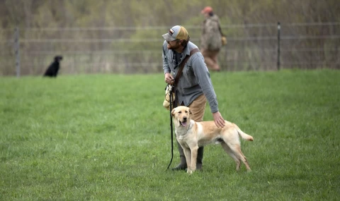 Tränande hund